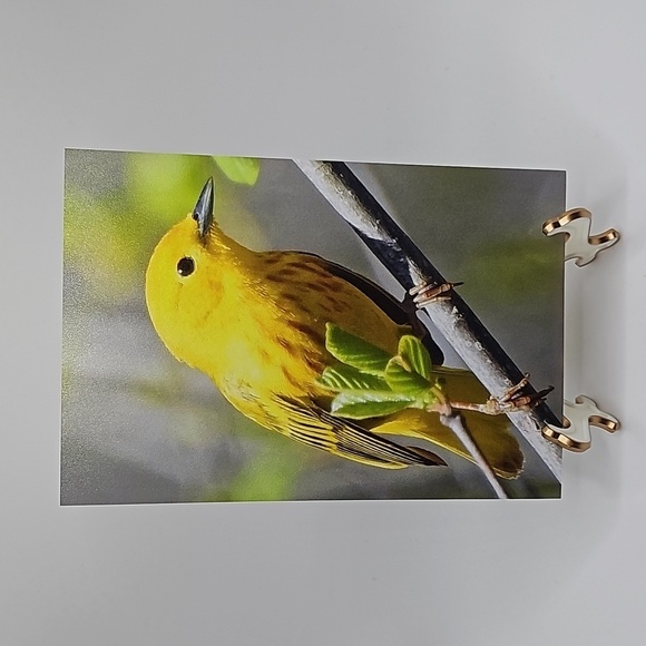 4x6‎ Yellow Warbler Bird Photography Oil Painting Art Print - Picture 3 of 4